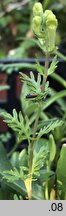 Scutellaria pinnatifida
