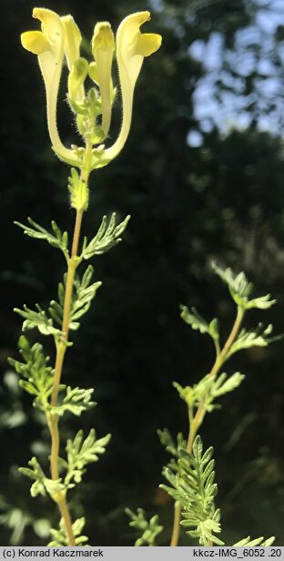 Scutellaria pinnatifida