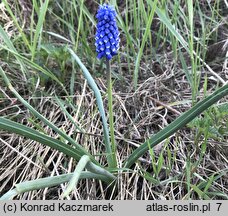 Muscari aucheri (szafirek Auchera)