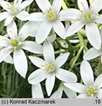 Ornithogalum angustifolium (śniedek baldaszkowaty)