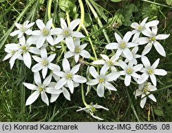 Ornithogalum angustifolium (śniedek baldaszkowaty)