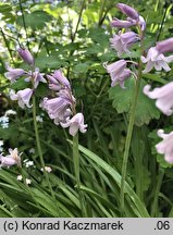 Hyacinthoides hispanica (hiacyntowiec hiszpański)