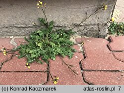 Diplotaxis muralis (dwurząd murowy)