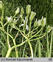 Ornithogalum angustifolium (śniedek baldaszkowaty)