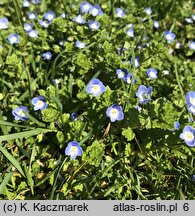 Veronica persica (przetacznik perski)