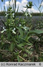 Stachys annua (czyściec roczny)