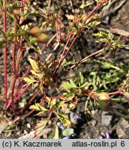 Geranium purpureum (bodziszek purpurowy)