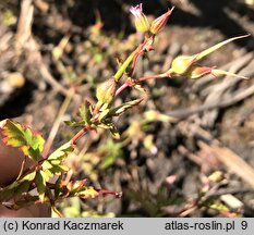 Geranium purpureum (bodziszek purpurowy)