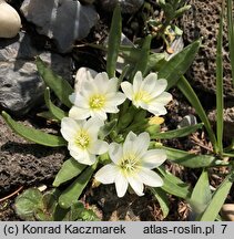 Lewisia nevadensis (lewizja newadeńska)