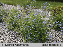 Brunnera macrophylla (brunnera wielkolistna)