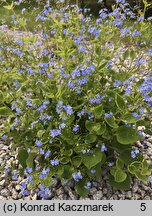 Brunnera macrophylla (brunnera wielkolistna)