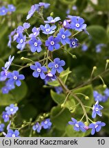 Brunnera macrophylla (brunnera wielkolistna)