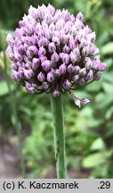 Allium ampeloprasum (czosnek dziki)