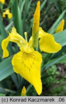 Iris pseudacorus (kosaciec żółty)