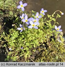 Houstonia caerulea (houstonia błękitna)