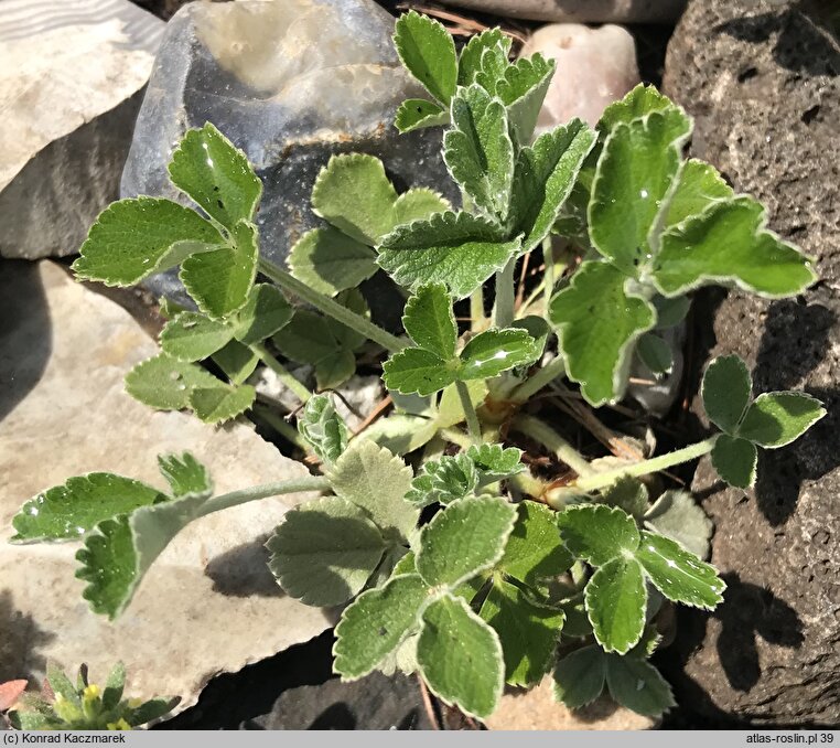 Potentilla speciosa