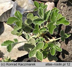 Potentilla speciosa