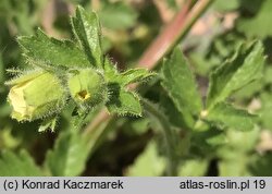 Potentilla geoides