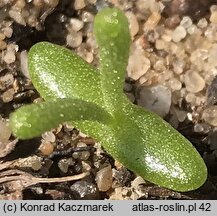 Mesembryanthemum nodiflorum