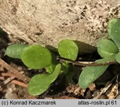 Polycarpon tetraphyllum (polikarpon czterolistny)