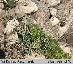 Dianthus praecox ssp. lumnitzeri