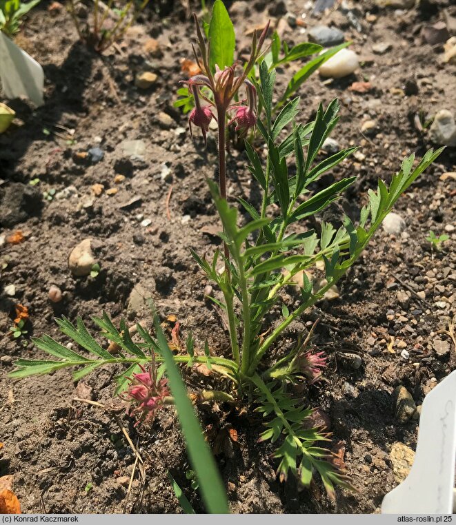 Geum triflorum (kuklik trójkwiatowy)