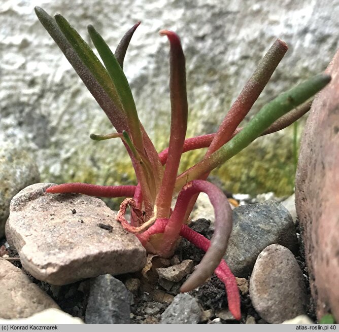 Lewisia rediviva (lewizja trwała)