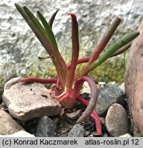 Lewisia rediviva (lewizja trwała)