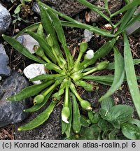 Lewisia nevadensis (lewizja newadeńska)