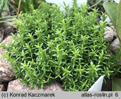 Phlox covillei