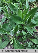 Hieracium aurantiacum (jastrzębiec pomarańczowy)