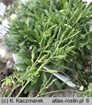 Draba magellanica