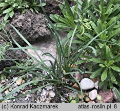 Allium kermesinum