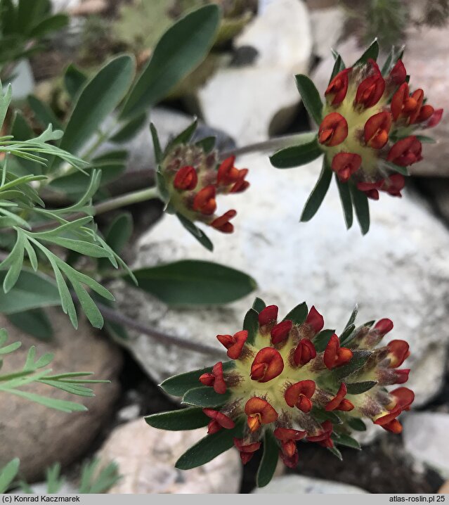 Anthyllis vulneraria Rubra