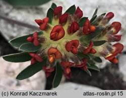 Anthyllis vulneraria Rubra