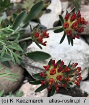 Anthyllis vulneraria Rubra