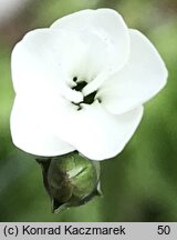 Dianthus integer ssp. minutiflorus