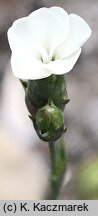 Dianthus integer ssp. minutiflorus