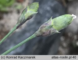 Dianthus integer ssp. minutiflorus