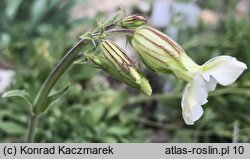 Silene zawadzkii (lepnica Zawadzkiego)