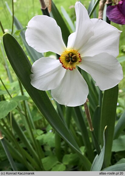 Narcissus Actaea