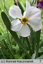 Narcissus Actaea