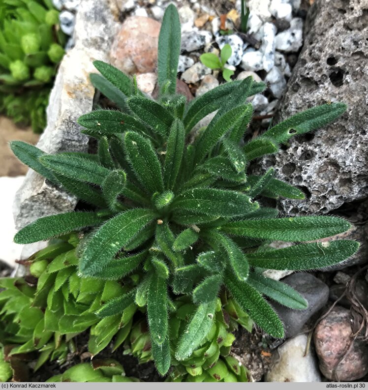 Onosma bubanii