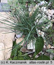 Dianthus elbrusensis