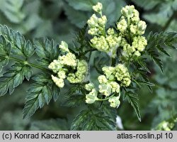 Anthriscus sylvestris (trybula leśna)