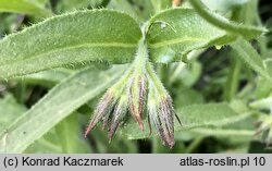 Anchusa azurea (farbownik lazurowy)