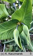 Euphorbia lathyris (wilczomlecz groszkowy)