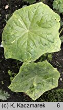 Podophyllum pleianthum