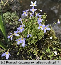 Houstonia caerulea (houstonia błękitna)