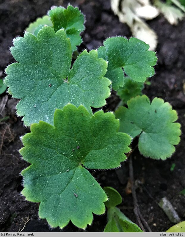 Delphinium vestitum (ostróżka strojna)